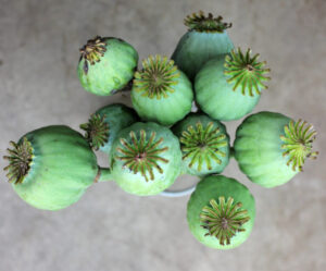 Buy Fresh Poppy Pods – Premium Quality Poppie Pods for Sale Online