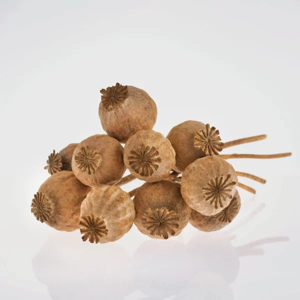 Buy Opium Poppy Pods – Premium Dried Papaver somniferum Pods Online at BuyPoppyHeads.com
