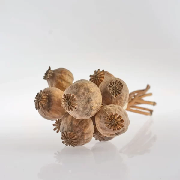 Buy Opium Poppy Pods – Premium Dried Papaver somniferum Pods Online at BuyPoppyHeads.com