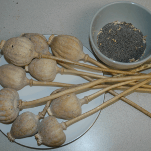 Buy Dried Poppy Pod Tea Heads – Premium Papaver Pods for Sale Online at BuyPoppyHeads.com