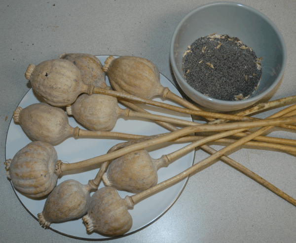Buy Dried Poppy Pod Tea Heads – Premium Papaver Pods for Sale Online at BuyPoppyHeads.com