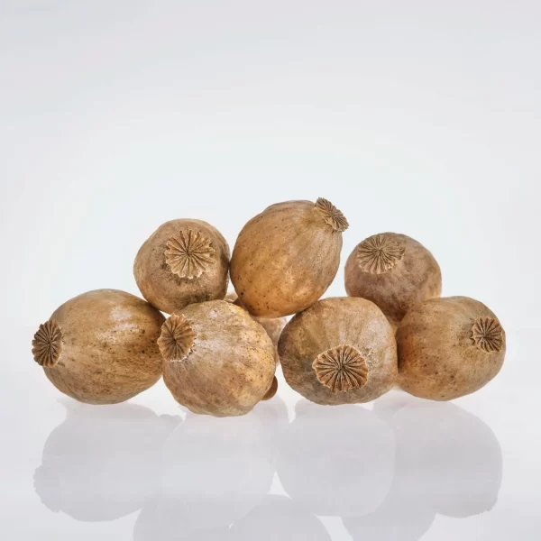 Buy Opium Poppy Pods – Premium Dried Papaver somniferum Pods Online at BuyPoppyHeads.com