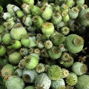 Buy Fresh Poppy Pods – Premium Quality Poppie Pods for Sale Online