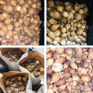 Buy Austrian Dried Poppy Pods – Premium Handpicked Poppies from Austria