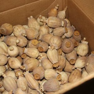 Austrian Dried Poppy Pods – Premium Handpicked Poppies from Austria