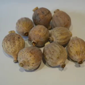 Buy Dried Poppy Pod Heads – Premium Botanical Poppies for Sale Online at BuyPoppyHeads.com