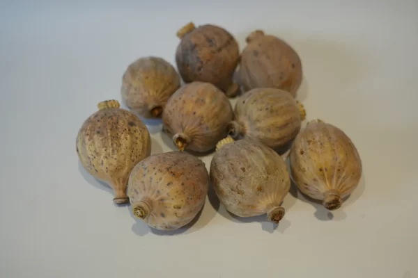 Buy Dried Poppy Pod Heads – Premium Botanical Poppies for Sale Online at BuyPoppyHeads.com