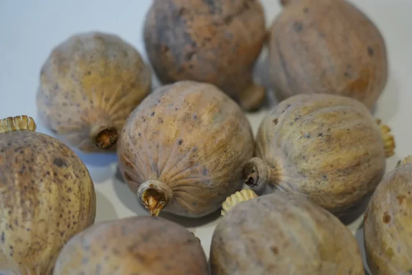contact us, Buy Dried Poppy Pod Heads – Premium Botanical Poppies for Sale Online at BuyPoppyHeads.com