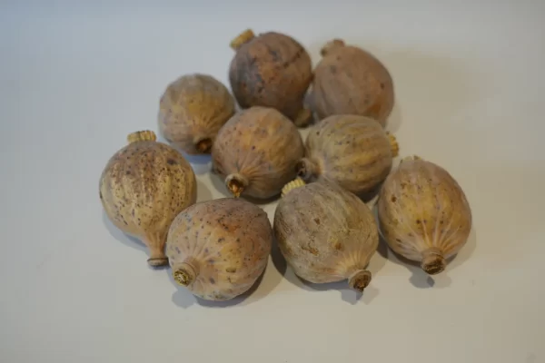 BuyPoppyHeads.com – Your Trusted Source for Premium Dried Poppy Pods, Buy Dried Poppy Pod Heads – Premium Botanical Poppies for Sale Online at BuyPoppyHeads.com