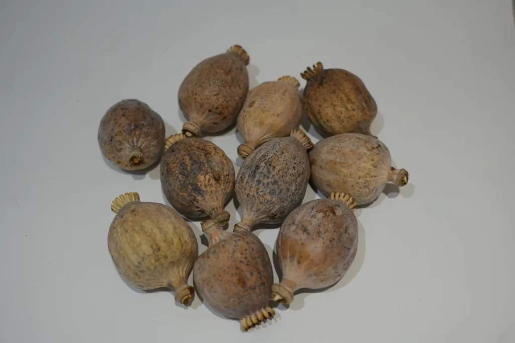 Contact Buy Poppy Heads, Buy Dried Poppy Pod Heads – Premium Botanical Poppies for Sale Online at BuyPoppyHeads.com