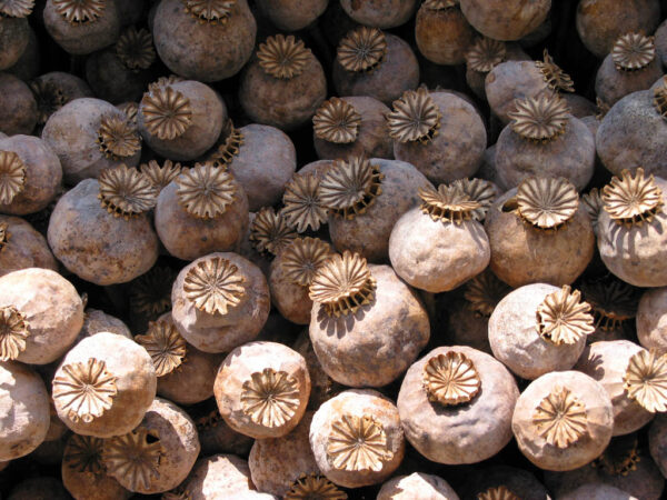 Buy Dried Poppy Pod Tea Heads - Image 2