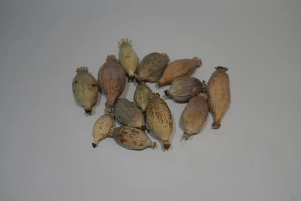 Buy Dried Poppy Pod Heads – Premium Botanical Poppies for Sale Online at BuyPoppyHeads.com