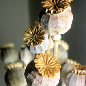 Buy Dried Papaver Poppy Pods (Grade A) – Premium Poppy Heads for Sale Online at BuyPoppyHeads.com