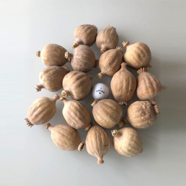 Buy Opium Poppy Pods – Premium Dried Papaver somniferum Pods Online at BuyPoppyHeads.com