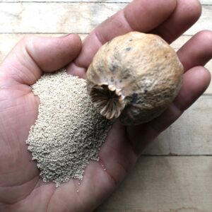 Buy Poppy Pod Powder – Premium Dried & Ground Poppy Pods Online at BuyPoppyHeads.com