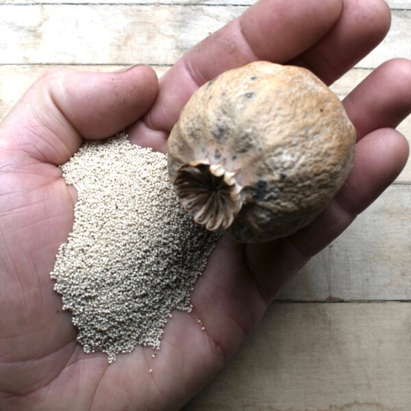 Buy Poppy Pod Powder – Premium Dried & Ground Poppy Pods Online at BuyPoppyHeads.com