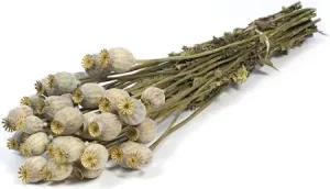 Buy Dried Papaver Poppy Pods (Grade A) – Premium Poppy Heads for Sale Online at BuyPoppyHeads.com