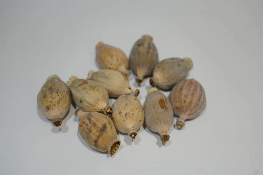 about us, Buy Dried Poppy Pod Heads – Premium Botanical Poppies for Sale Online at BuyPoppyHeads.com